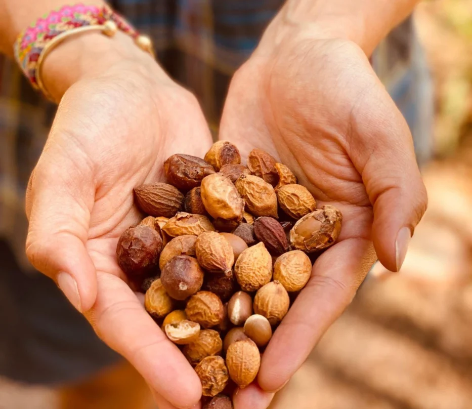 Argan-seed-morocco-ambersands